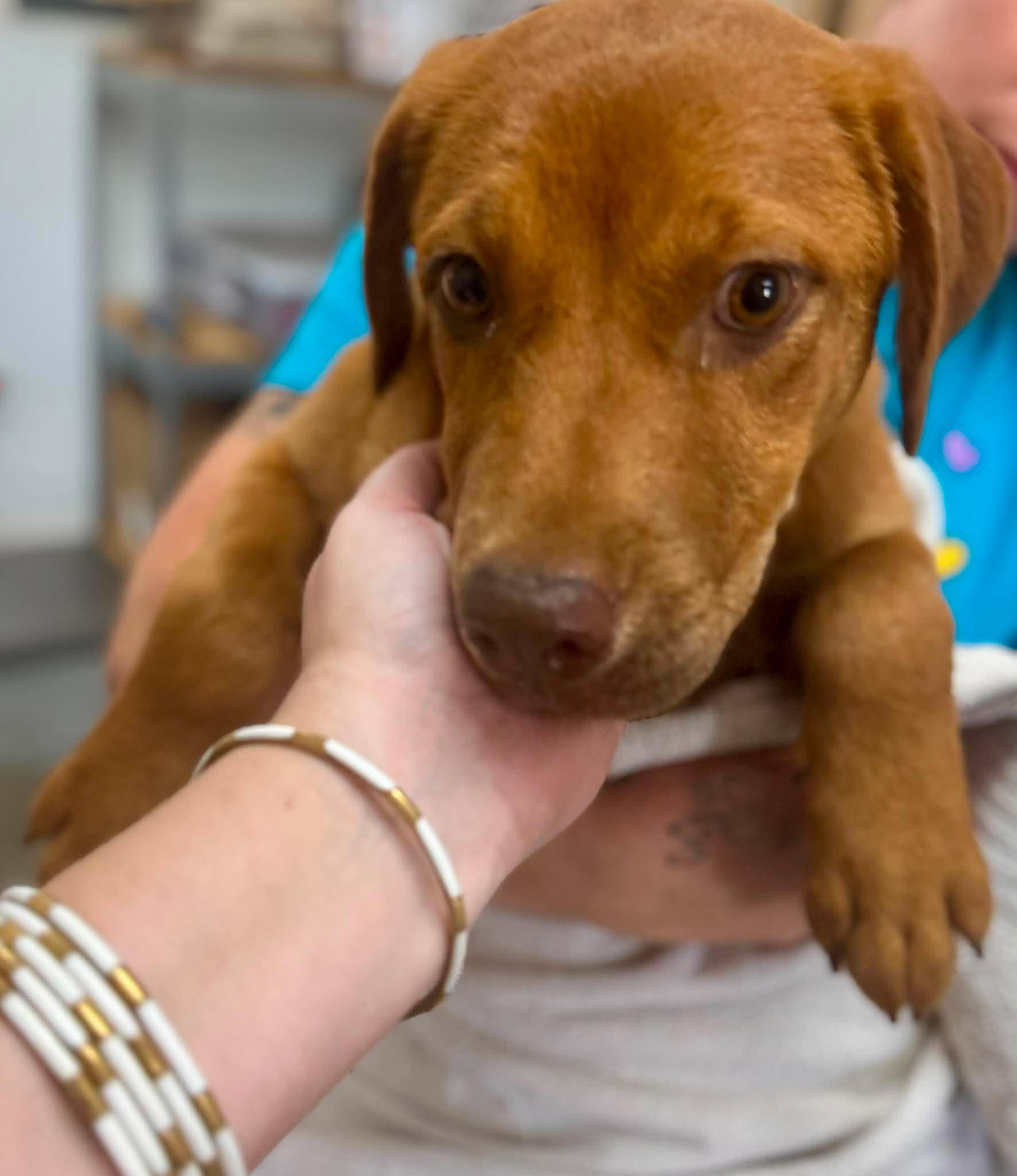 Truffle, Adoptable, Young Female Labrador Retriever.