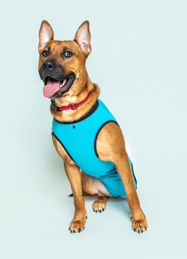 Regal, Adoptable, Adult Male Terrier.