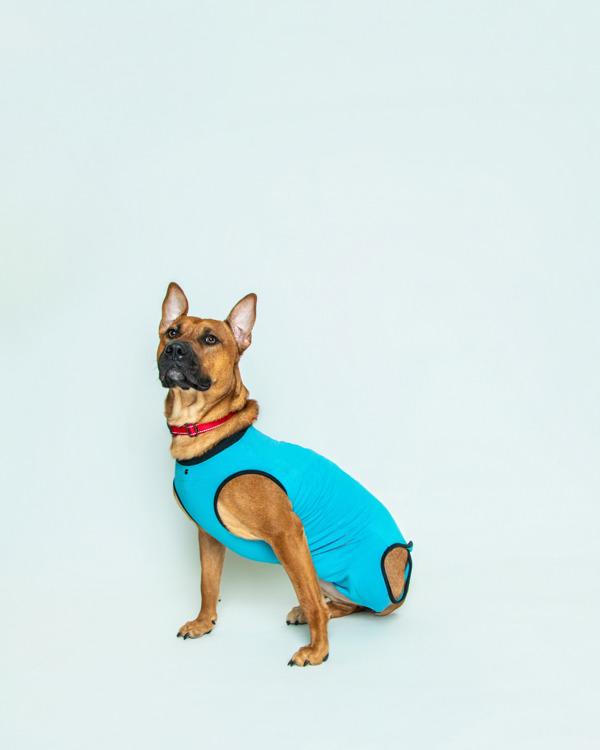 Enlarge Regal, a Adoptable mixed breed in Knoxville, TN image 3/3