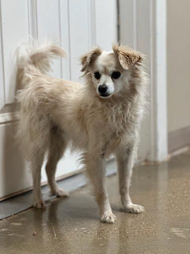 Enlarge Amos, an adopted Chihuahua in Marshall, TX image 1/1