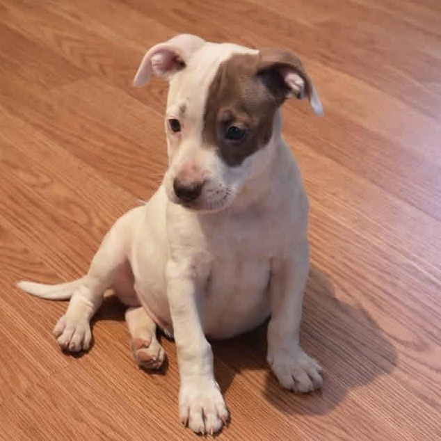 Enlarge Rolo (NCCR), an adopted mixed breed in Brewton, AL image 3/3