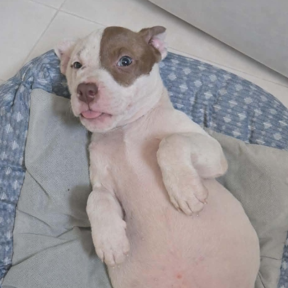 Enlarge Rolo (NCCR), an adopted mixed breed in Brewton, AL image 2/3