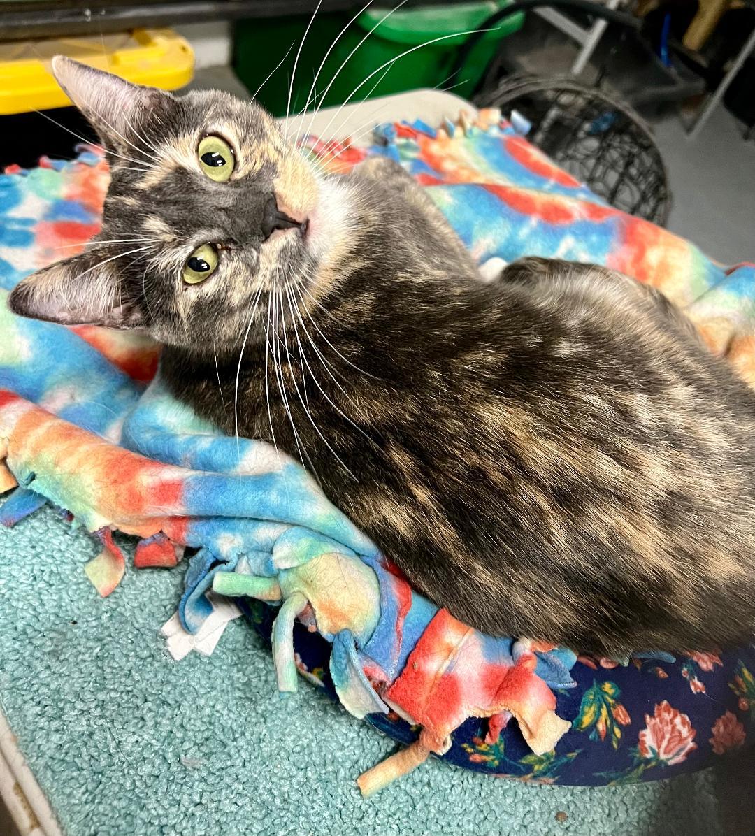 Valerie, a Adoptable Dilute Calico in Gilroy, CA image 5/6