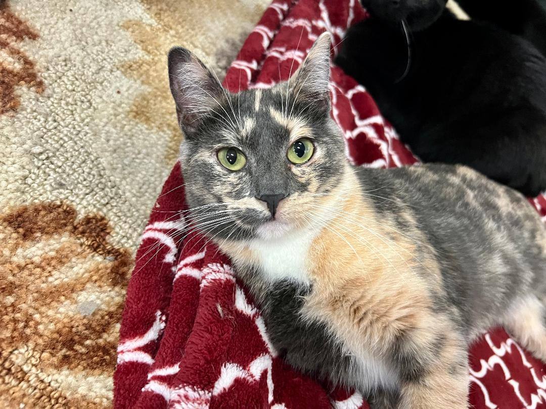 Valerie, a Adoptable Dilute Calico in Gilroy, CA image 2/6