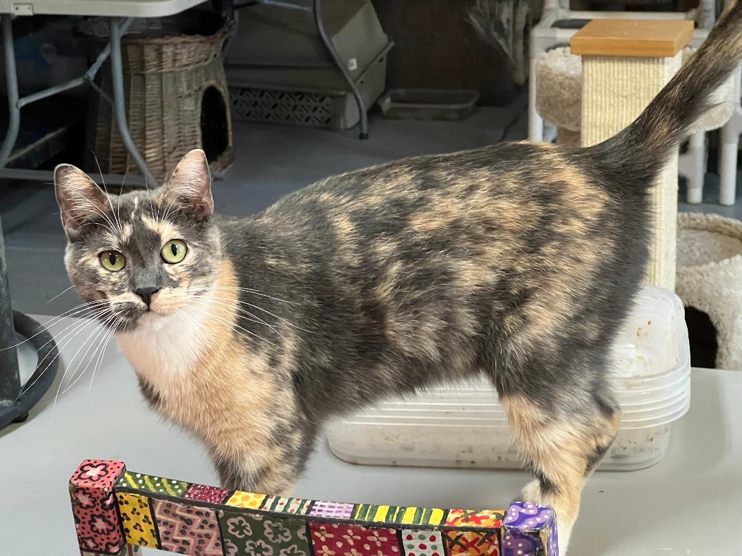 Valerie, a Adoptable Dilute Calico in Gilroy, CA image 3/6