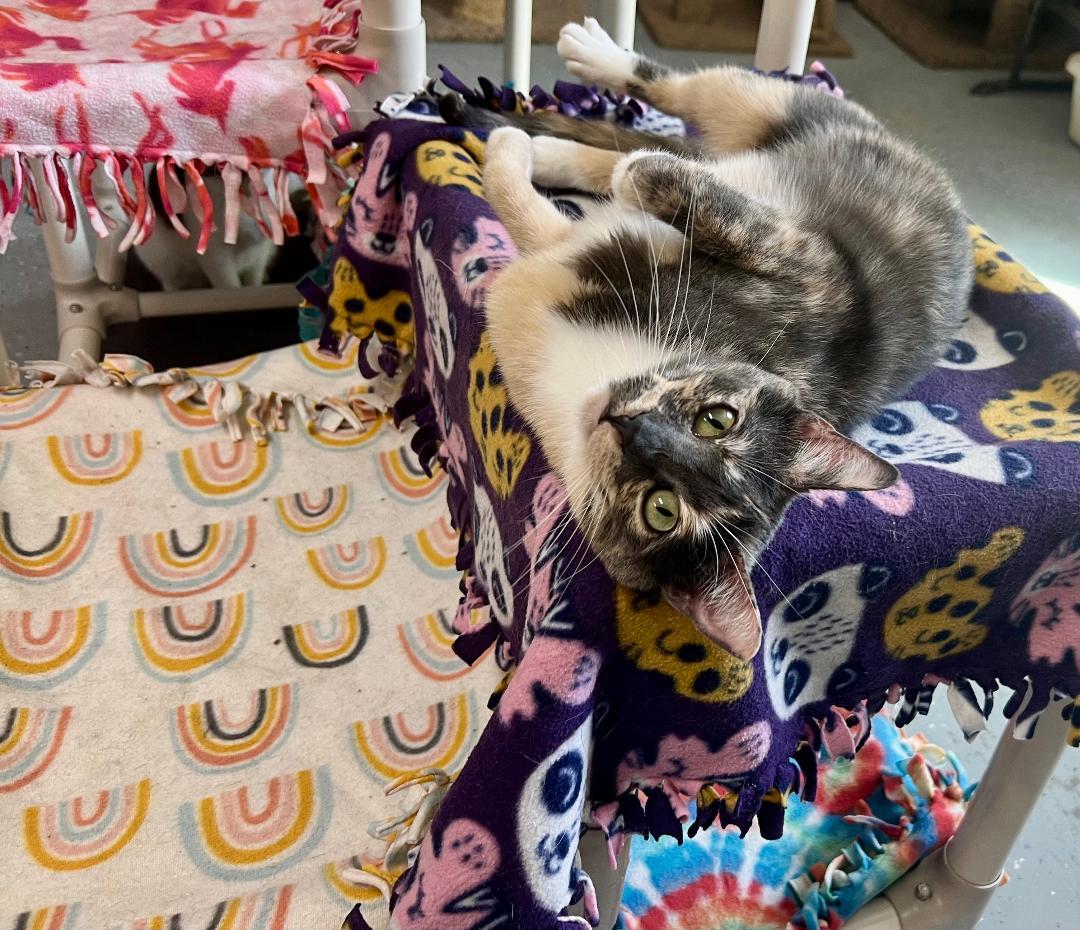 Valerie, a Adoptable Dilute Calico in Gilroy, CA image 4/6