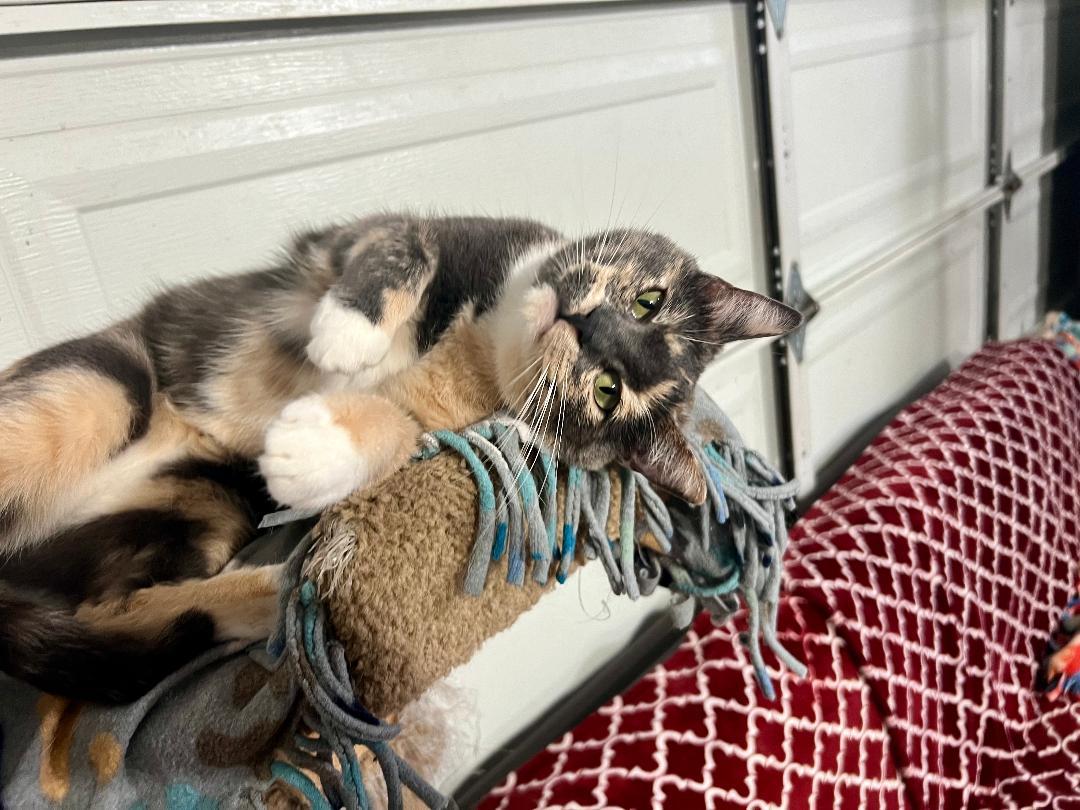 Valerie, a Adoptable Dilute Calico in Gilroy, CA image 1/6