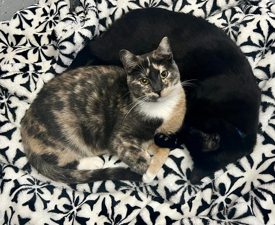 Valerie, a Adoptable Dilute Calico in Gilroy, CA image 6/6