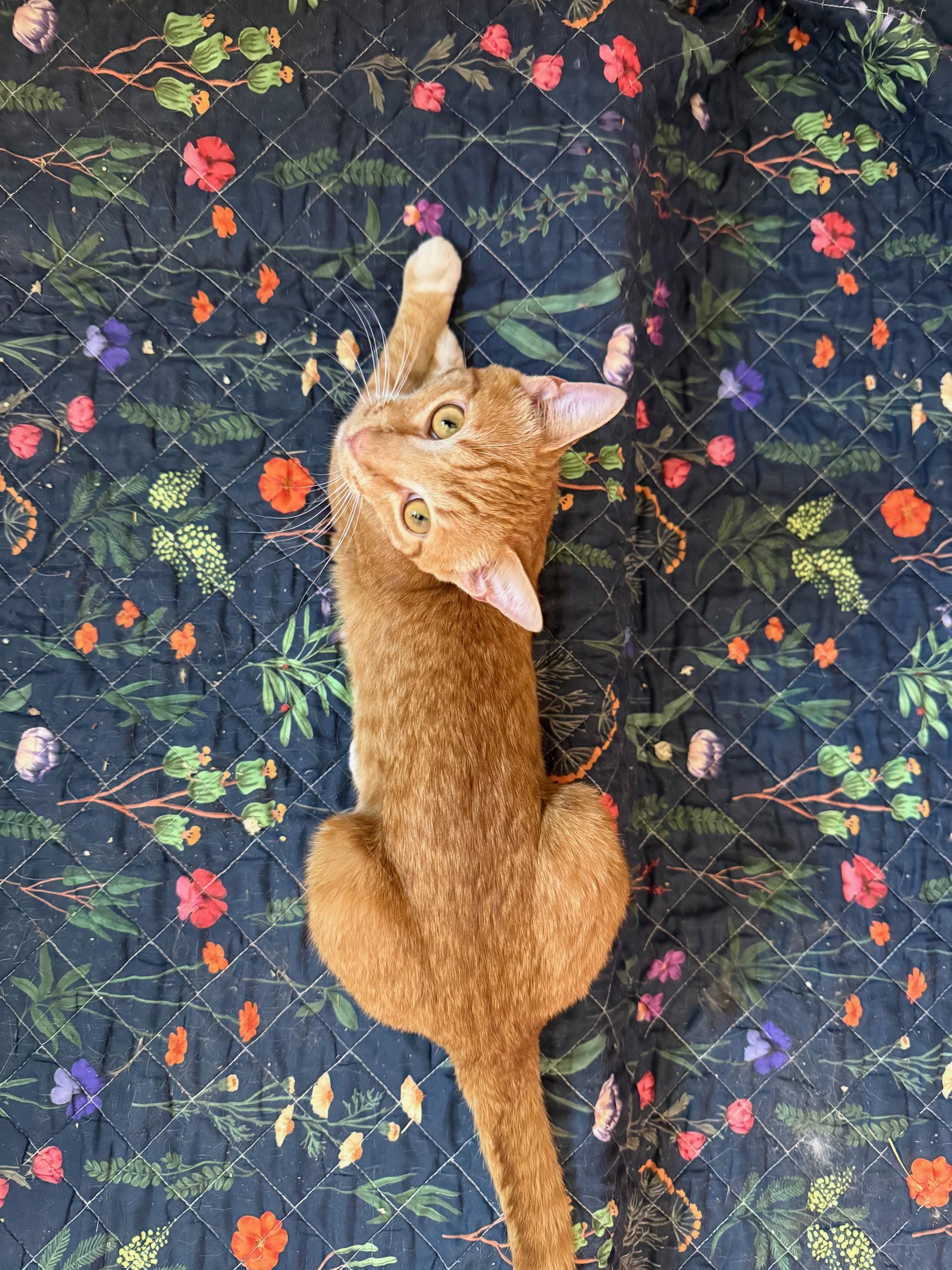 Swayze, a ADOPTABLE mixed breed in Albuquerque, NM image 2/3