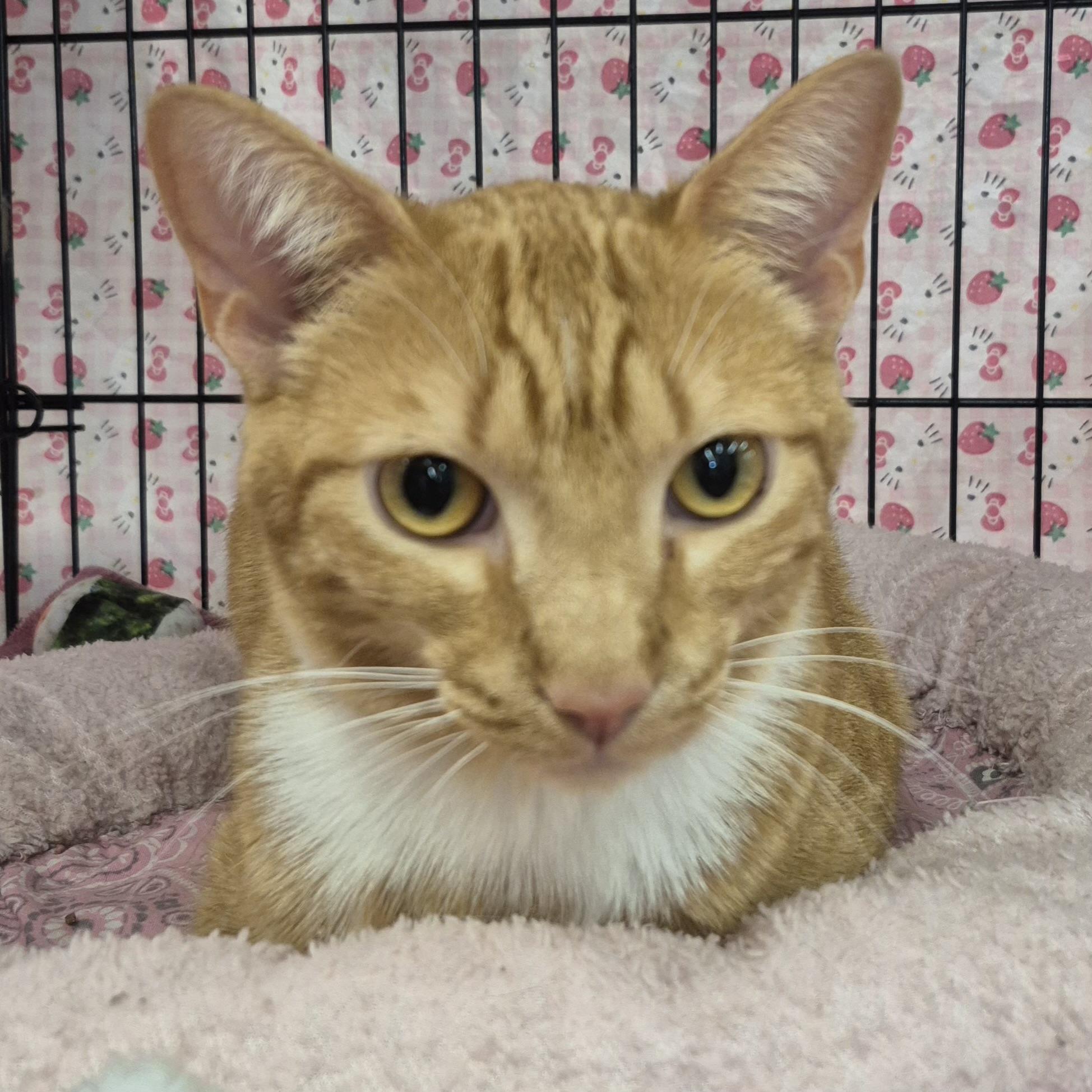 Swayze, a ADOPTABLE mixed breed in Albuquerque, NM image 3/3
