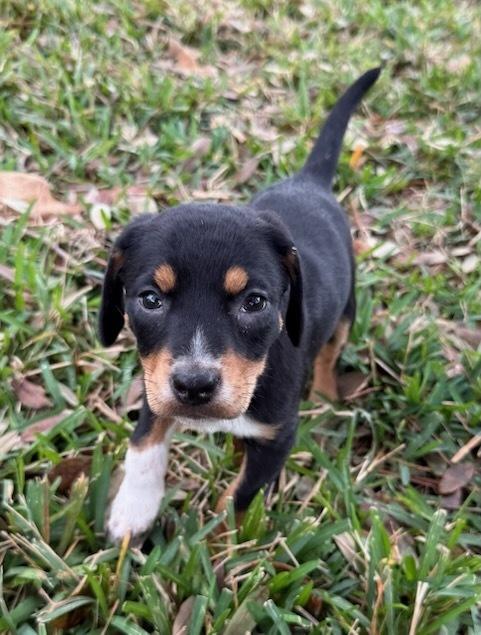 Hope, Adoptable, Puppy Female Labrador Retriever.