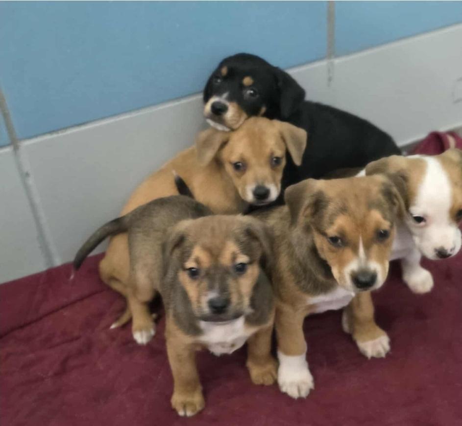 Hope, Adoptable, Puppy Female Labrador Retriever.