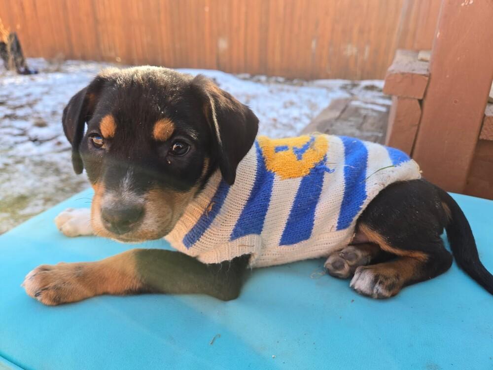 Enlarge Hope, a Adoptable mixed breed in Sedalia, CO image 2/5