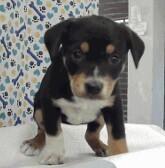 Enlarge Hope, a Adoptable mixed breed in Sedalia, CO image 3/5