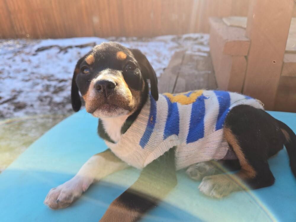 Enlarge Hope, a Adoptable mixed breed in Sedalia, CO image 5/5