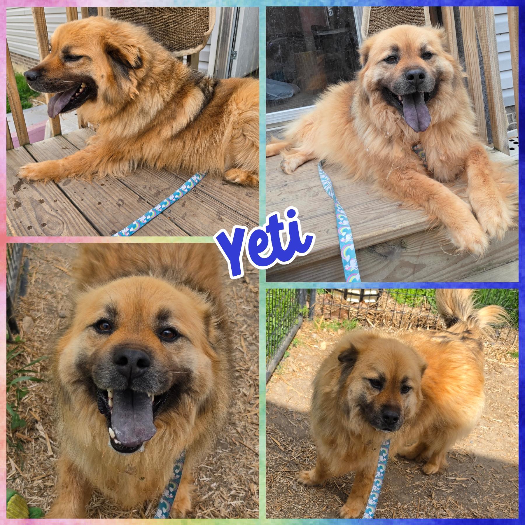 Enlarge Yeti, a ADOPTABLE mixed breed in Blacksburg, SC image 1/1
