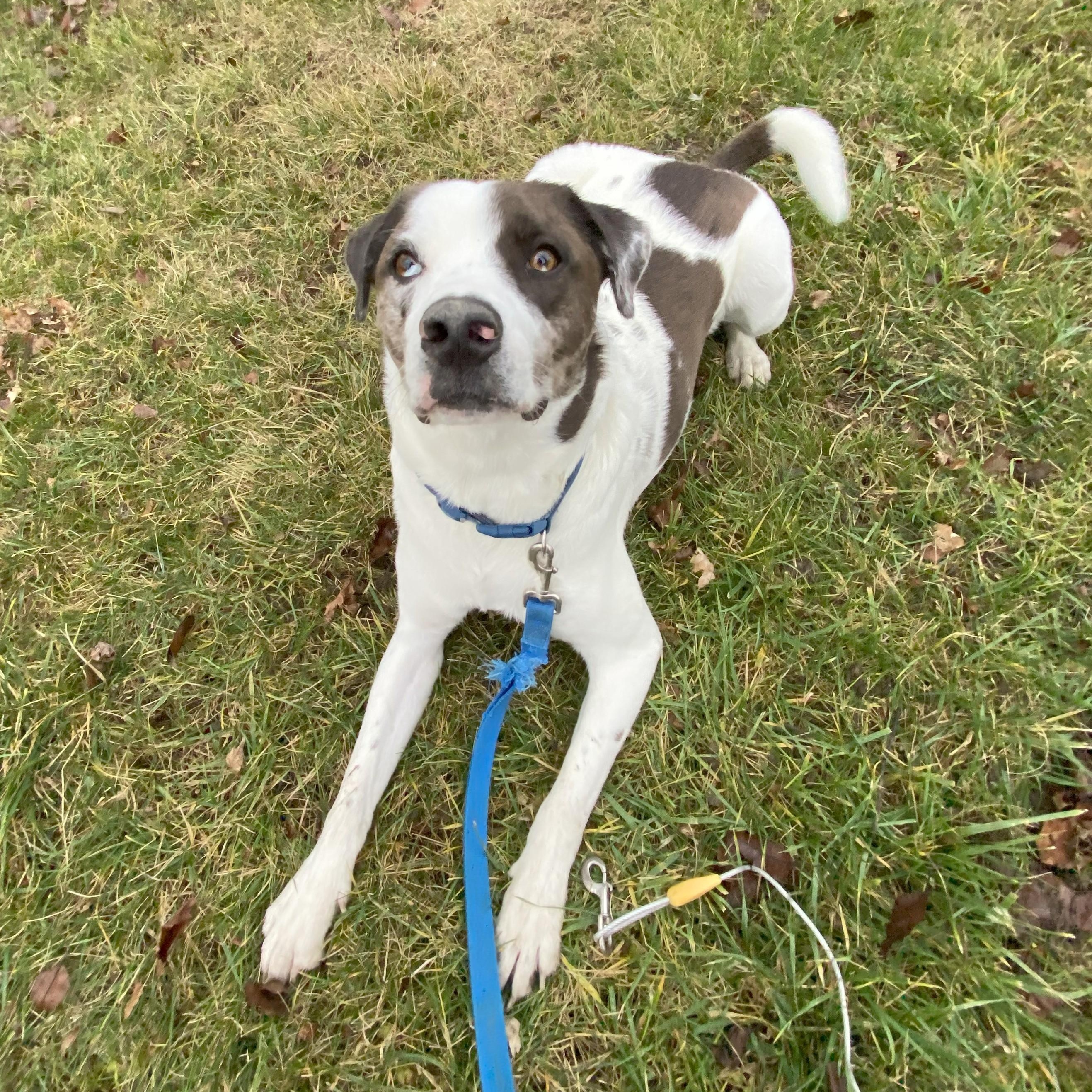 ZZ - Classified Ad - Cyrus (Courtesy Listing - Not affiliated with Planned Pethood), a Adoptable mixed breed in Toledo, OH image 1/4