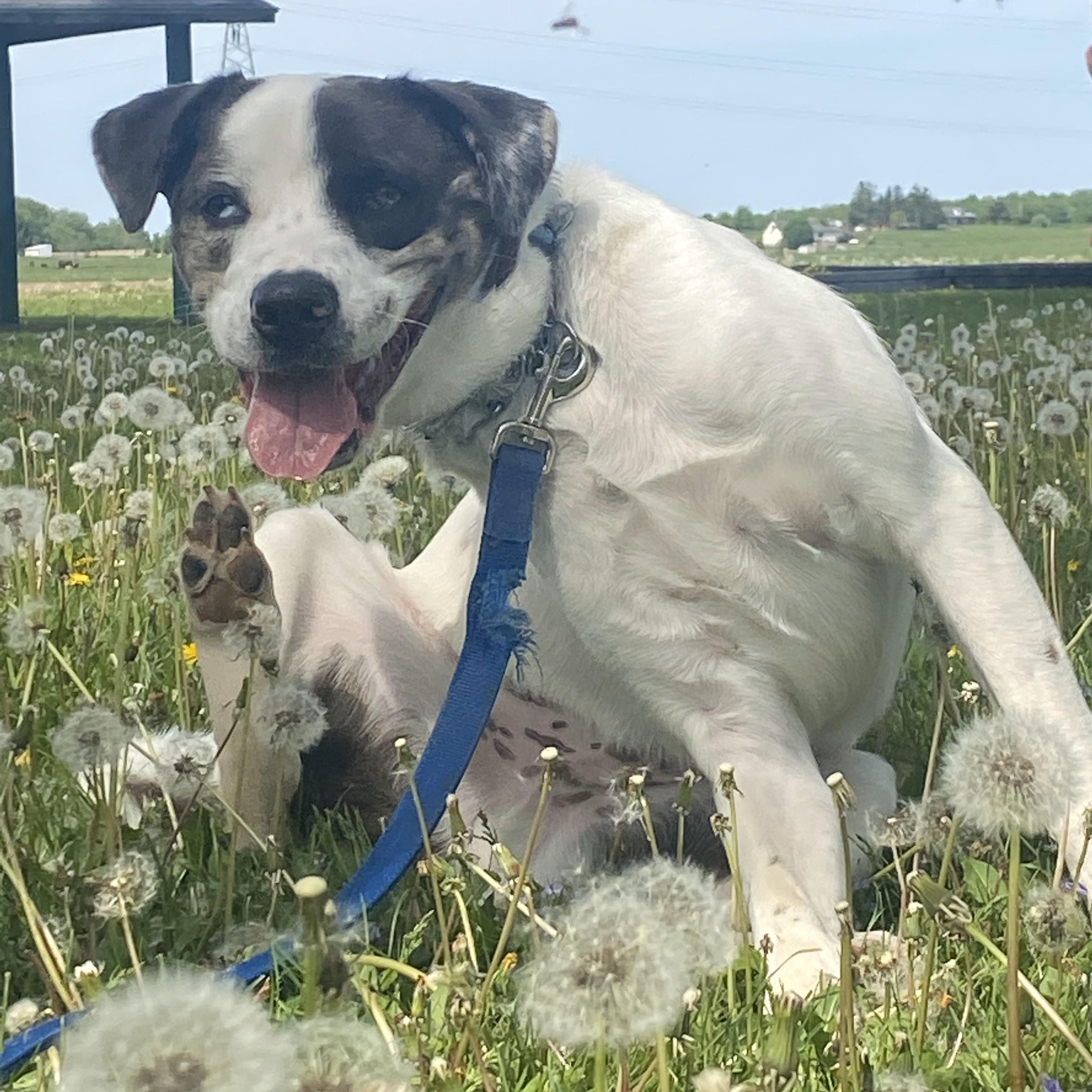 ZZ - Classified Ad - Cyrus (Courtesy Listing - Not affiliated with Planned Pethood), a Adoptable mixed breed in Toledo, OH image 2/4