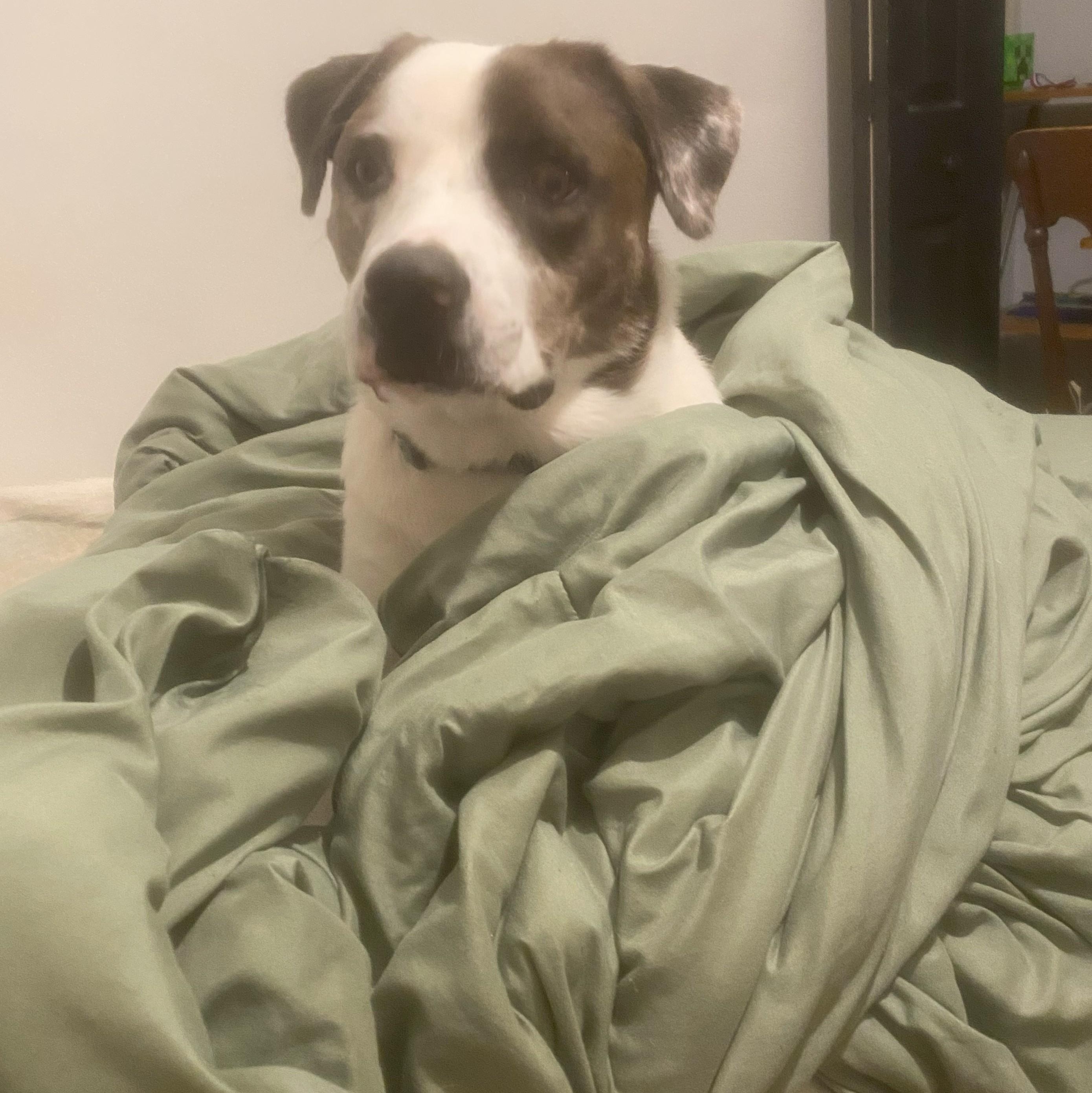 ZZ - Classified Ad - Cyrus (Courtesy Listing - Not affiliated with Planned Pethood), a Adoptable mixed breed in Toledo, OH image 3/4