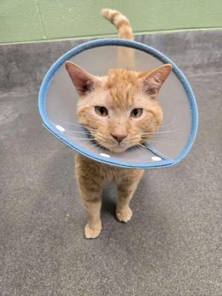 Enlarge Winston, a ADOPTABLE Domestic Short Hair in Amherst, VA image 1/2