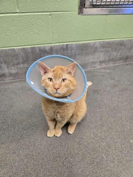 Enlarge Winston, a ADOPTABLE Domestic Short Hair in Amherst, VA image 2/2