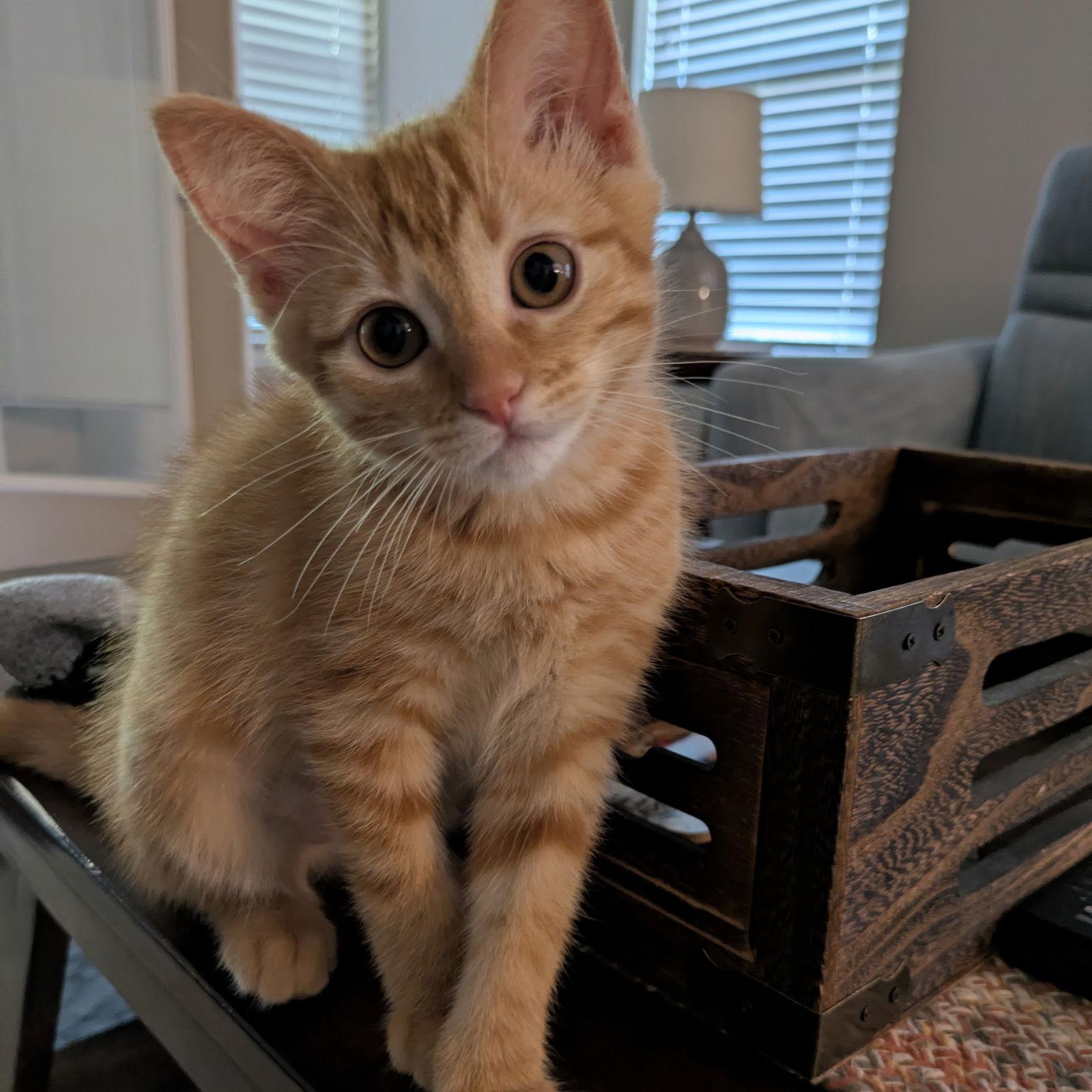 Enlarge Poppy, a Adopted mixed breed in Garland, TX image 1/3