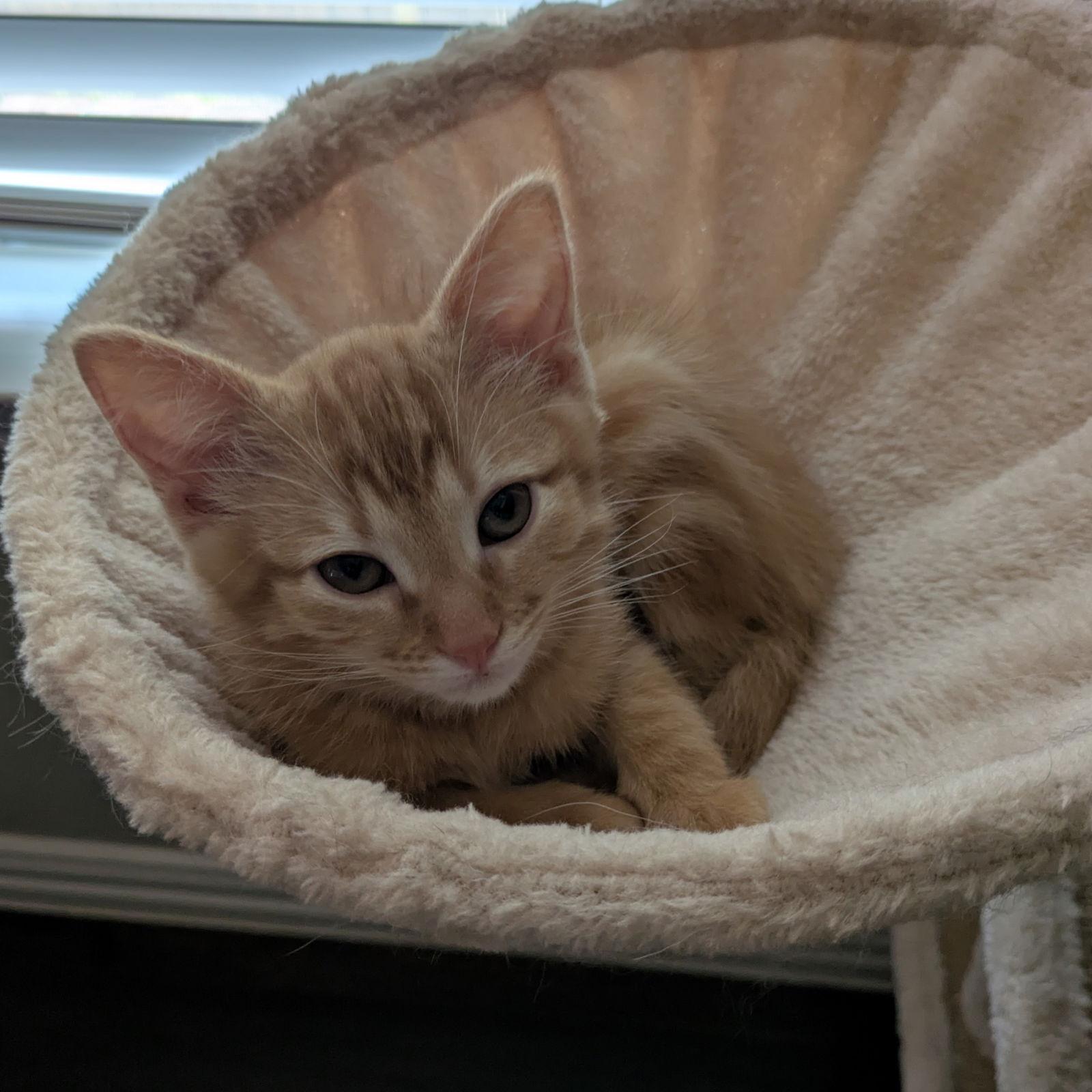 Enlarge Poppy, a Adopted mixed breed in Garland, TX image 2/3