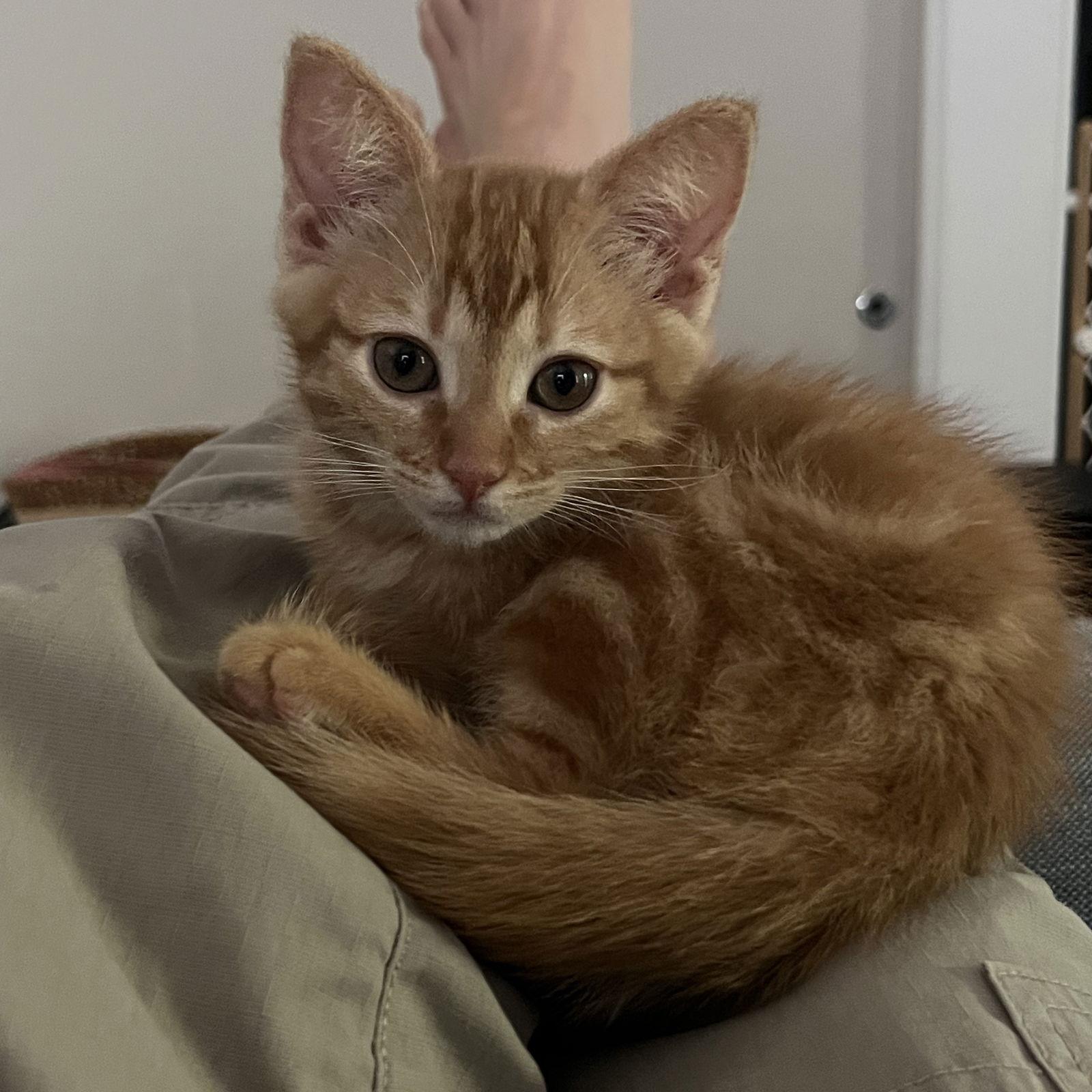 Enlarge Poppy, a Adopted mixed breed in Garland, TX image 3/3