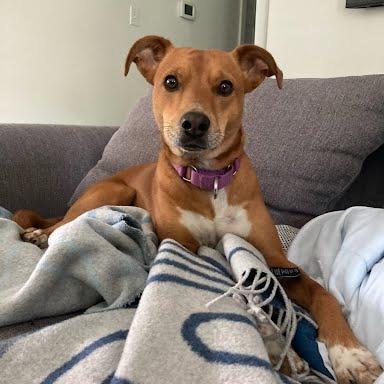 Max, Adoptable, Adult Male Terrier.