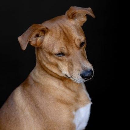 Max, Adoptable, Adult Male Terrier.