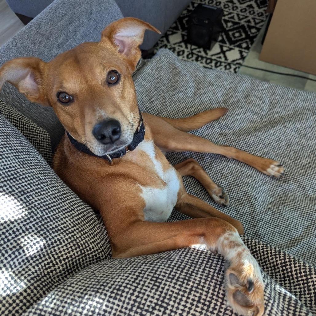 Enlarge Max, a Adoptable Terrier in Knoxville, TN image 2/6