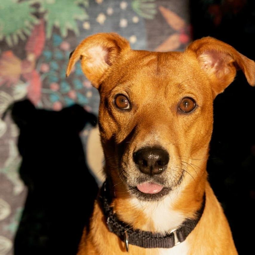 Enlarge Max, a Adoptable Terrier in Knoxville, TN image 3/6