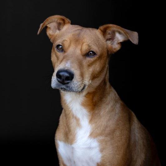 Enlarge Max, a Adoptable Terrier in Knoxville, TN image 4/6