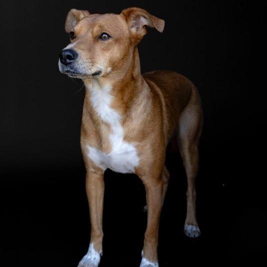 Enlarge Max, a Adoptable Terrier in Knoxville, TN image 5/6