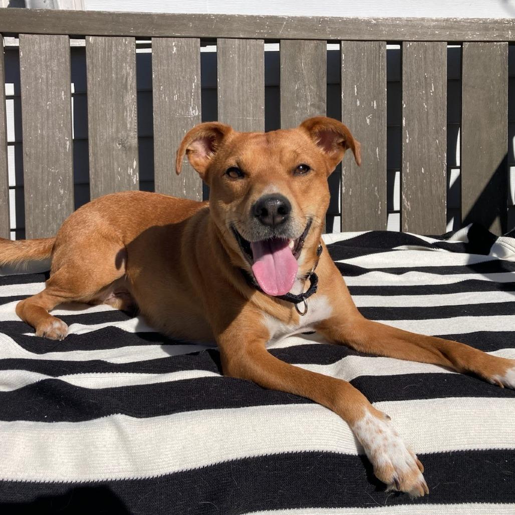 Max, a Adoptable Terrier in Knoxville, TN image 5/6