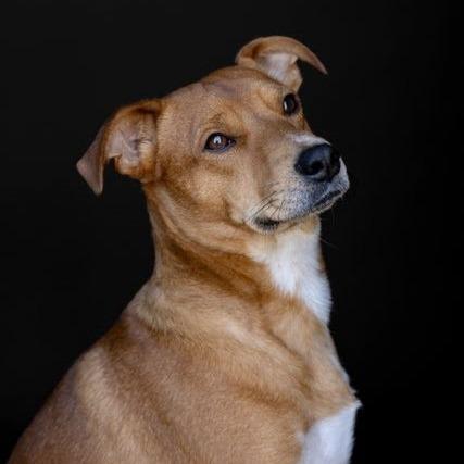 Enlarge Max, a Adoptable Terrier in Knoxville, TN image 6/6