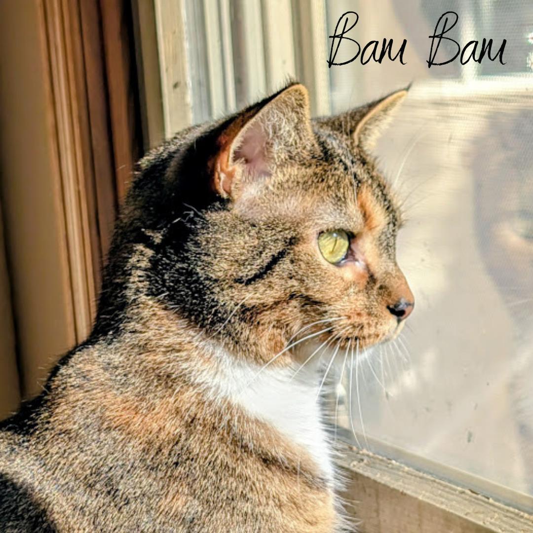 Bam Bam, Adoptable, Adult Female Domestic Short Hair.