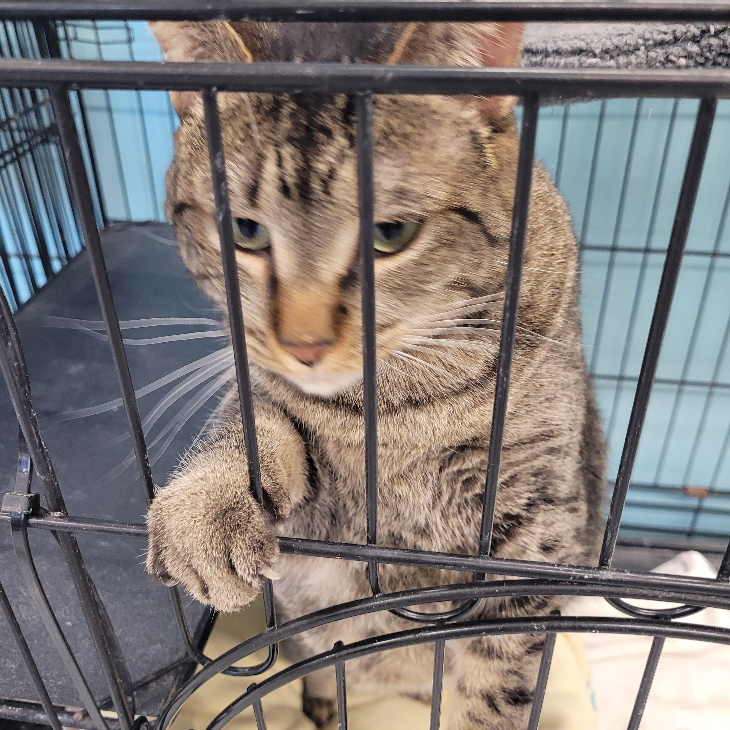 Enlarge Quinn, a ADOPTABLE Tabby in Morris, MN image 1/1
