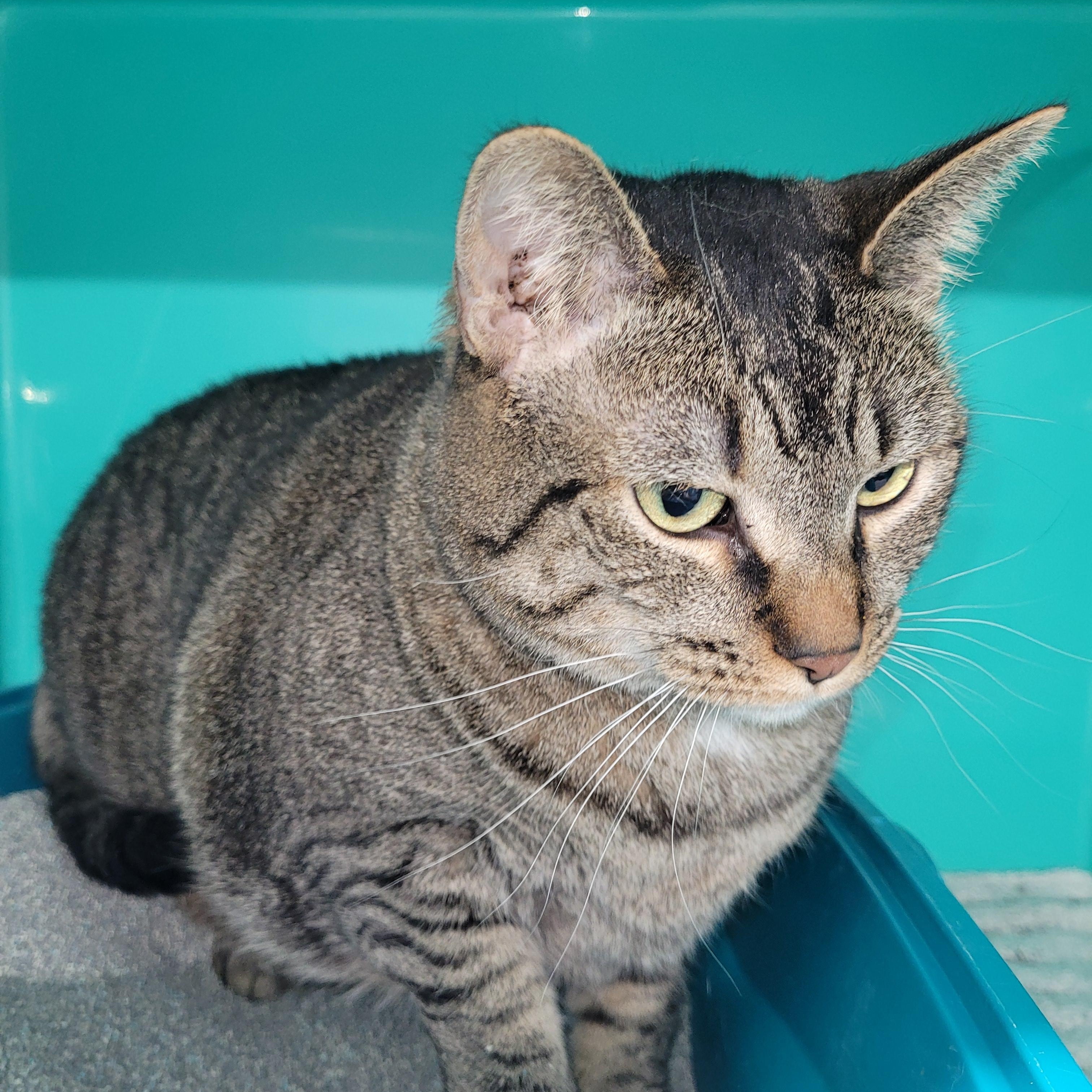 Quinn, ADOPTABLE, Adult Female Tabby.