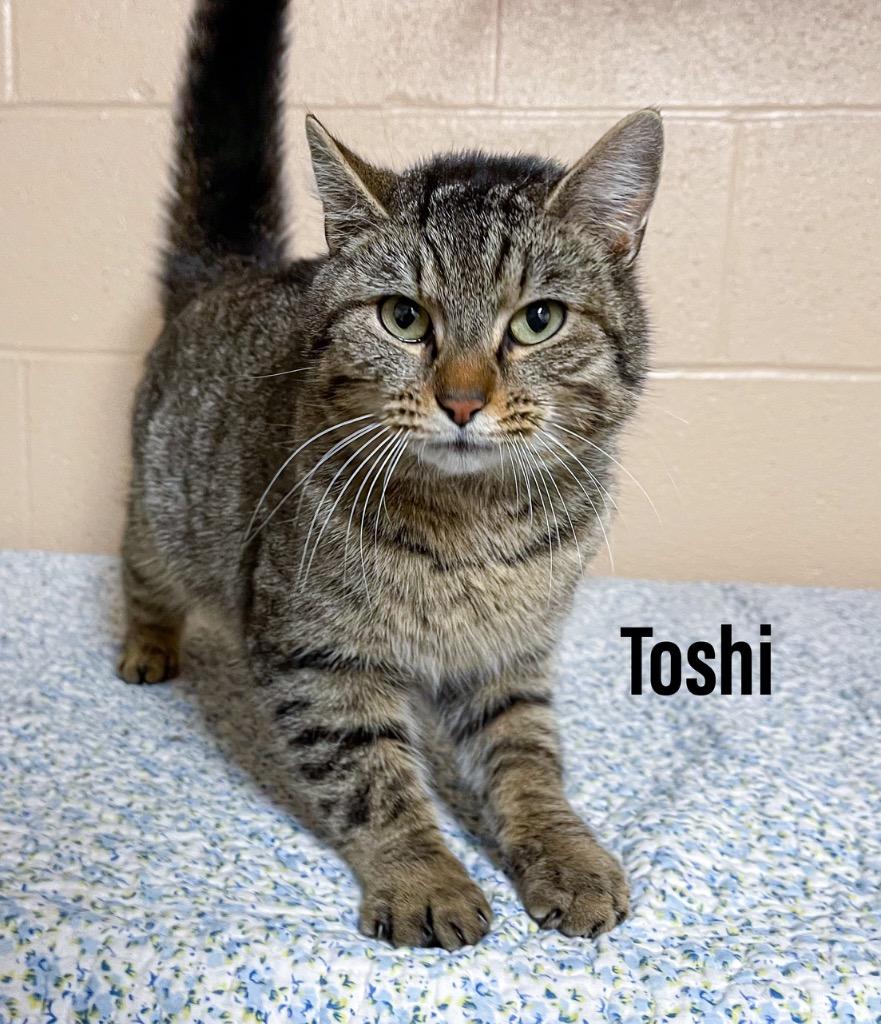 Enlarge Toshi, a Adoptable mixed breed in Clearfield, KY image 1/1