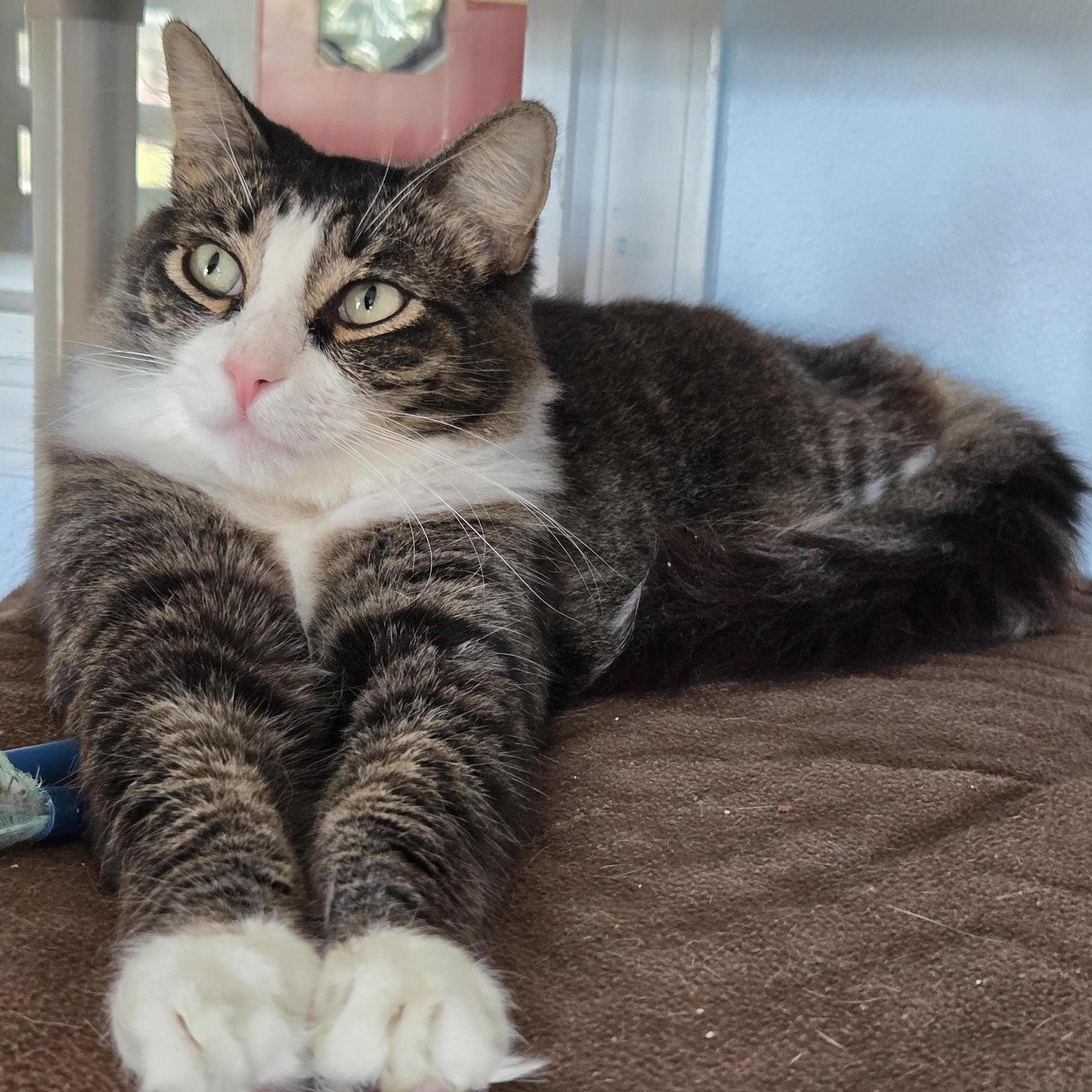 Kit Kat, Adoptable, Adult Male Domestic Long Hair.
