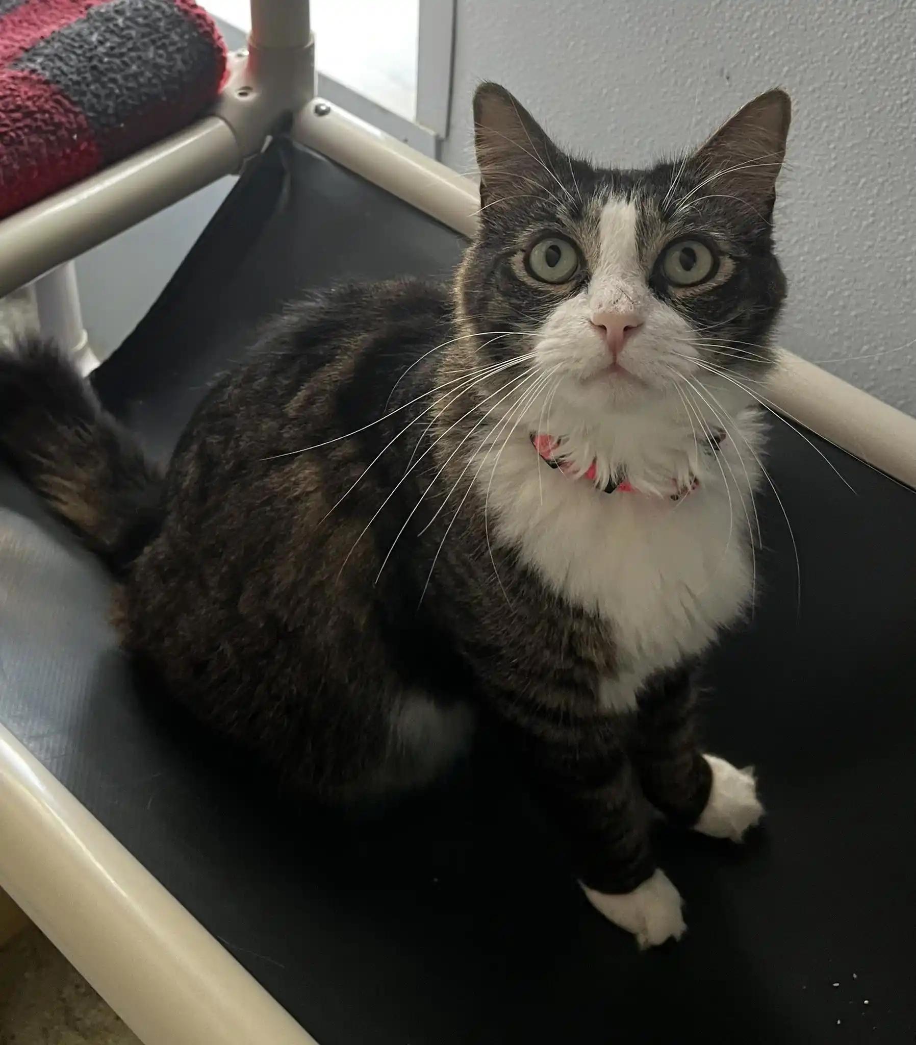 Kit Kat, a Adoptable mixed breed in Eglin AFB, FL image 2/2