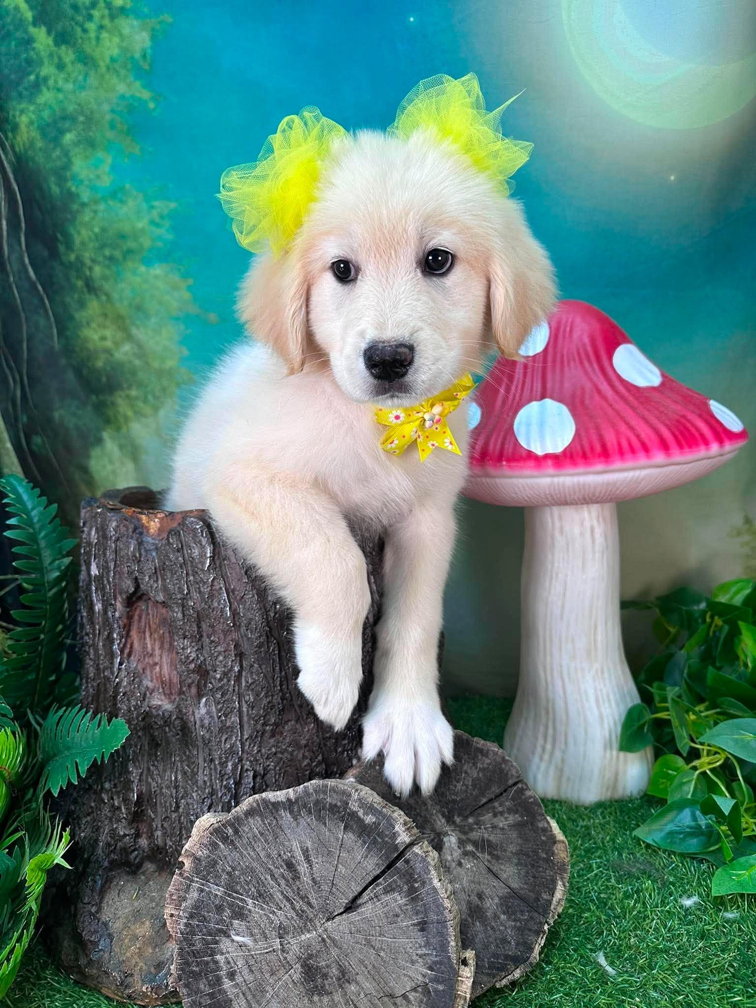 Willow, a ADOPTABLE mixed breed in Winchester, KY image 2/3