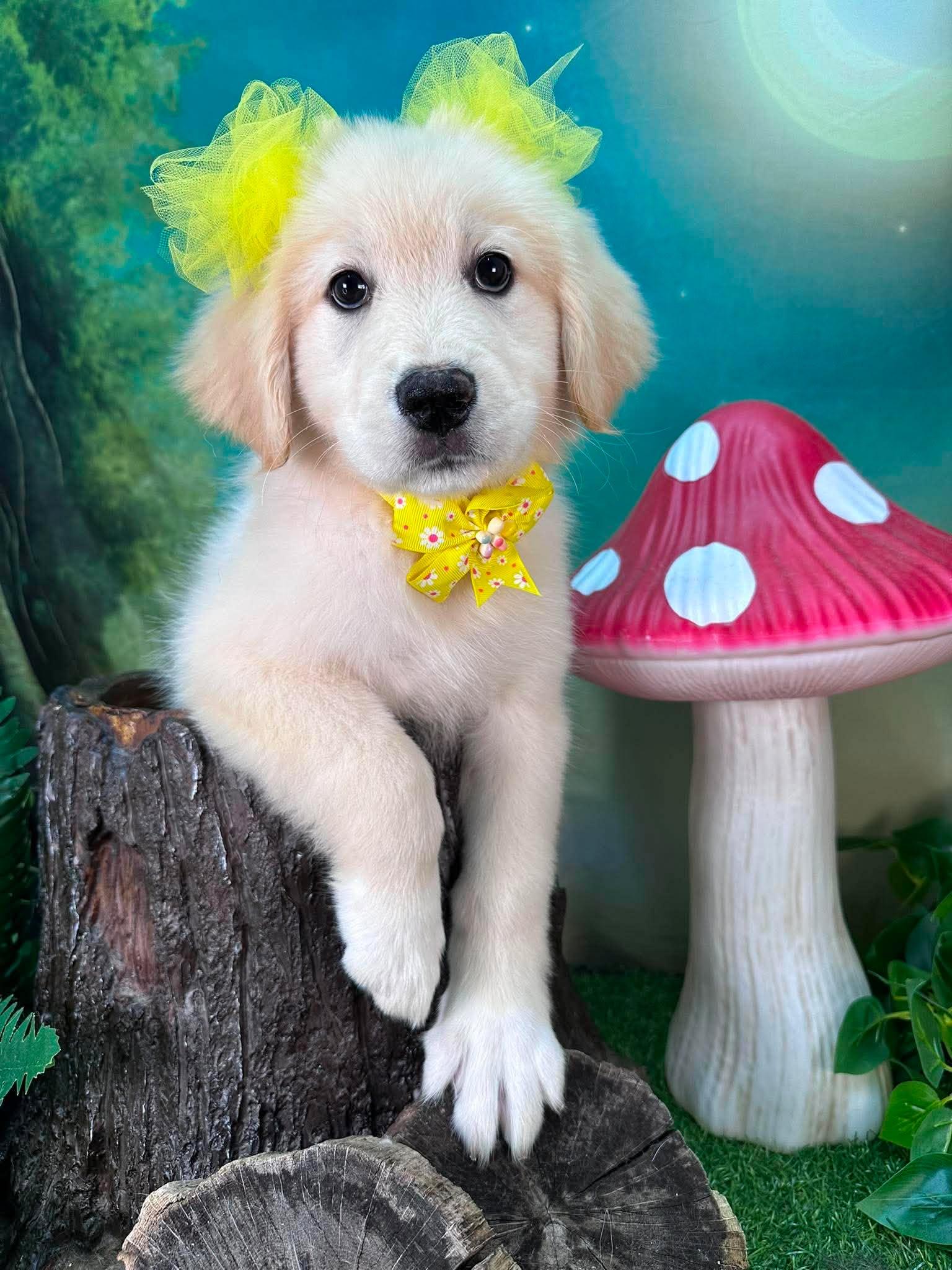 Willow, ADOPTABLE, Puppy Female Great Pyrenees.