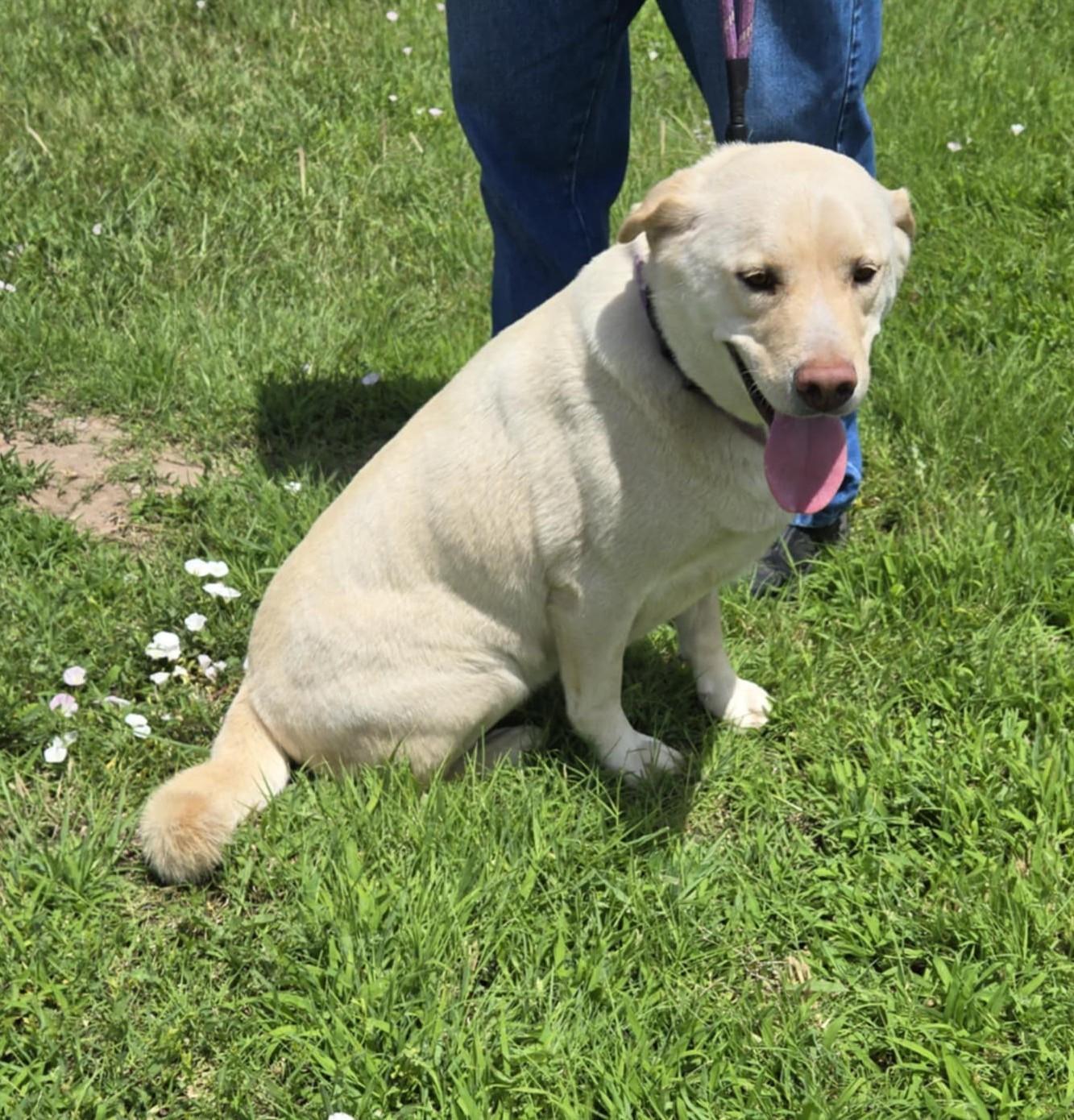 Bear, Adult Male Labrador Retriever