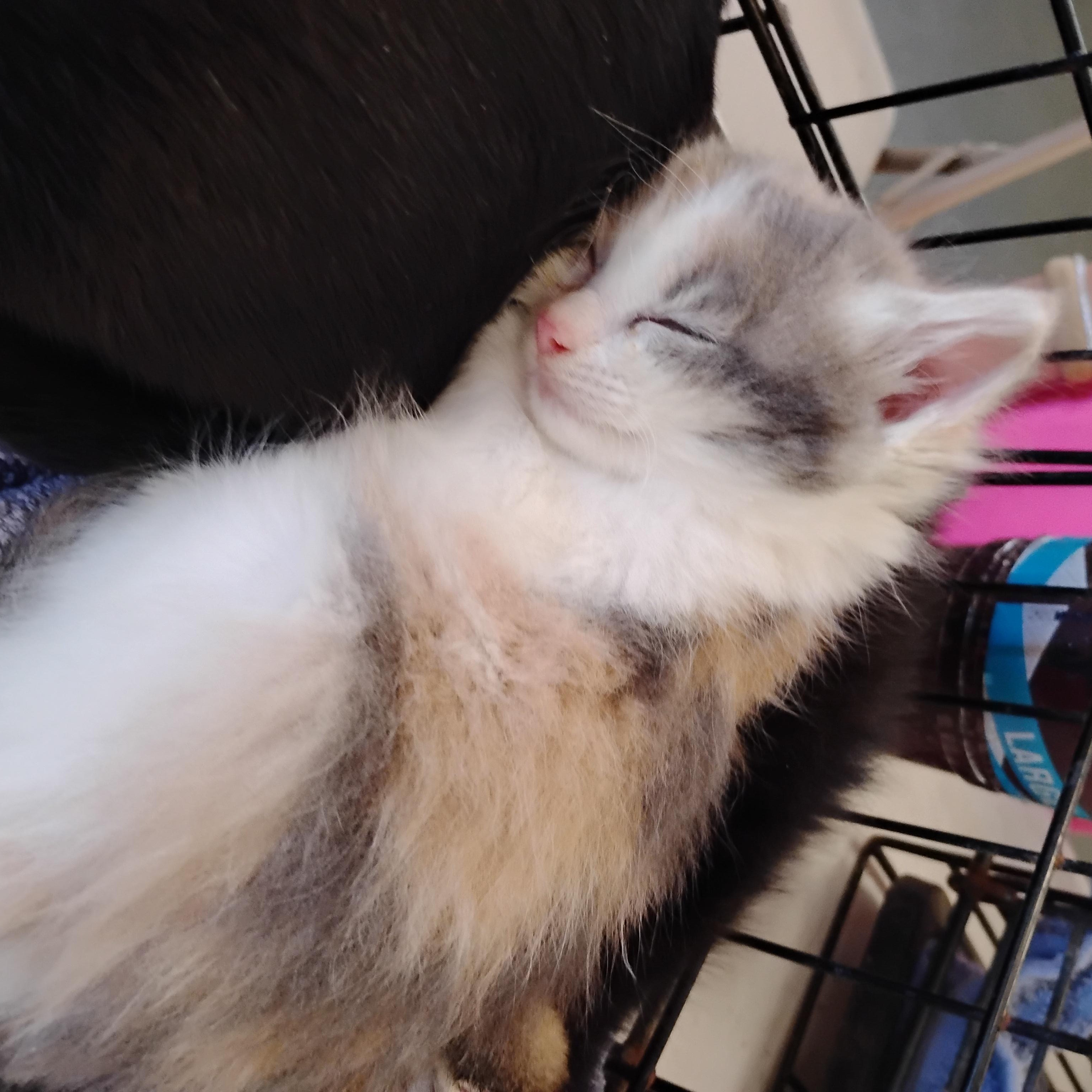 Meadow, an adopted Domestic Long Hair in Woodland, CA image 1/3