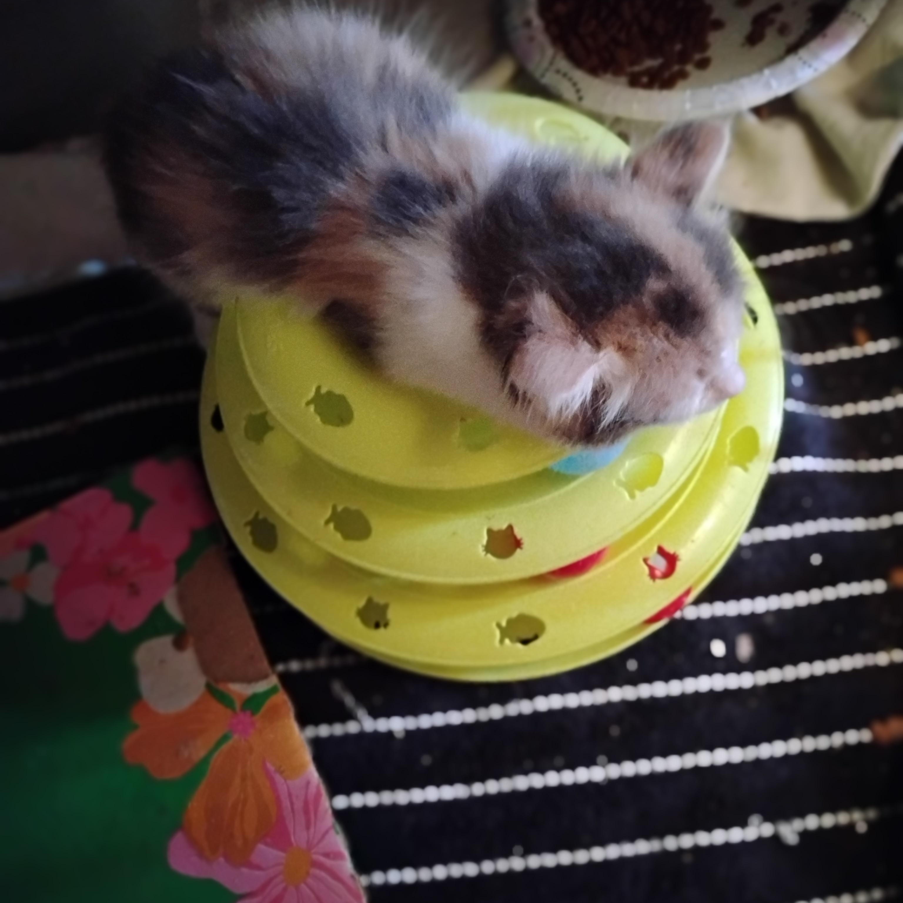 Meadow, an adopted Domestic Long Hair in Woodland, CA image 3/3