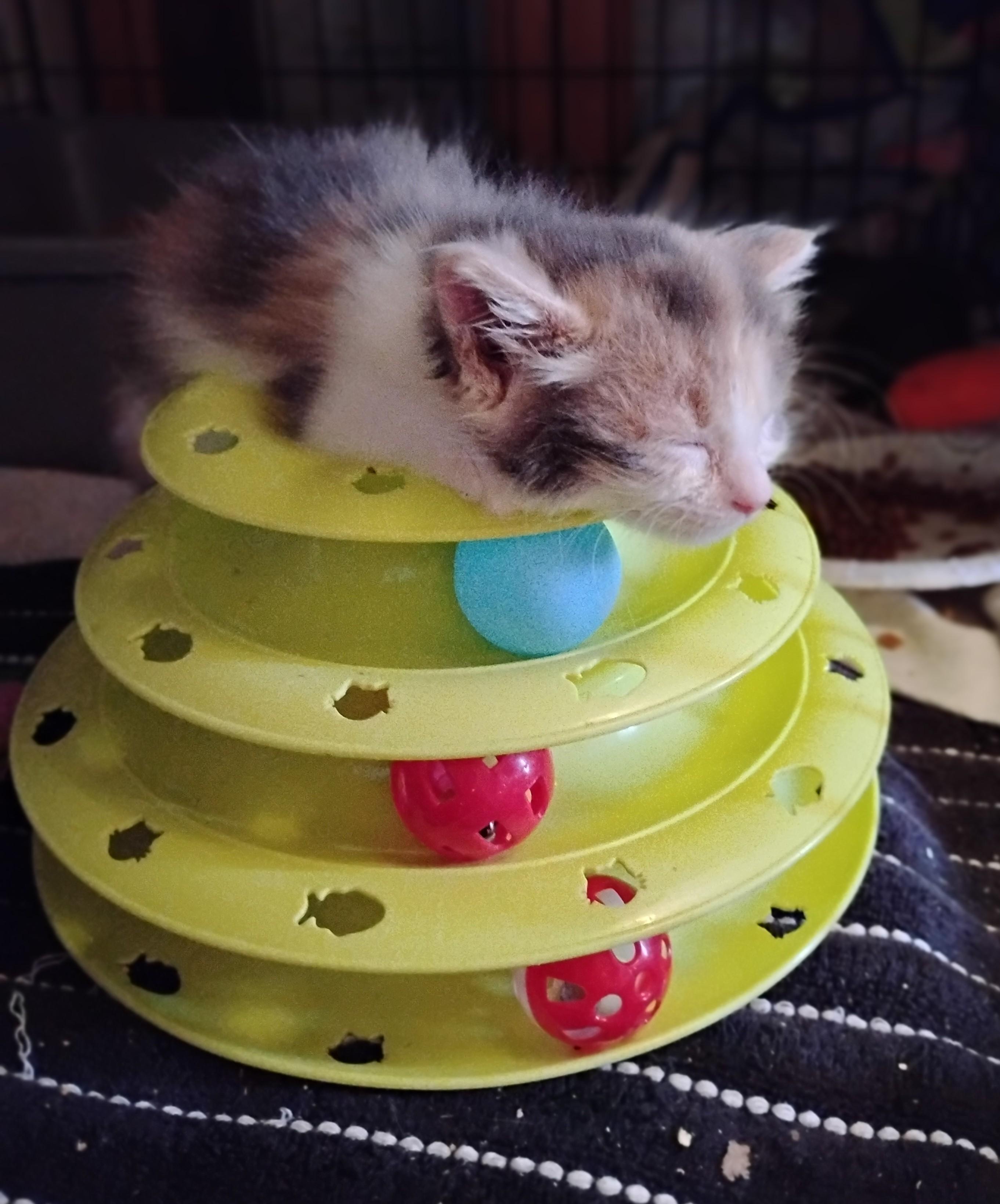 Meadow, an adopted Domestic Long Hair in Woodland, CA image 2/3