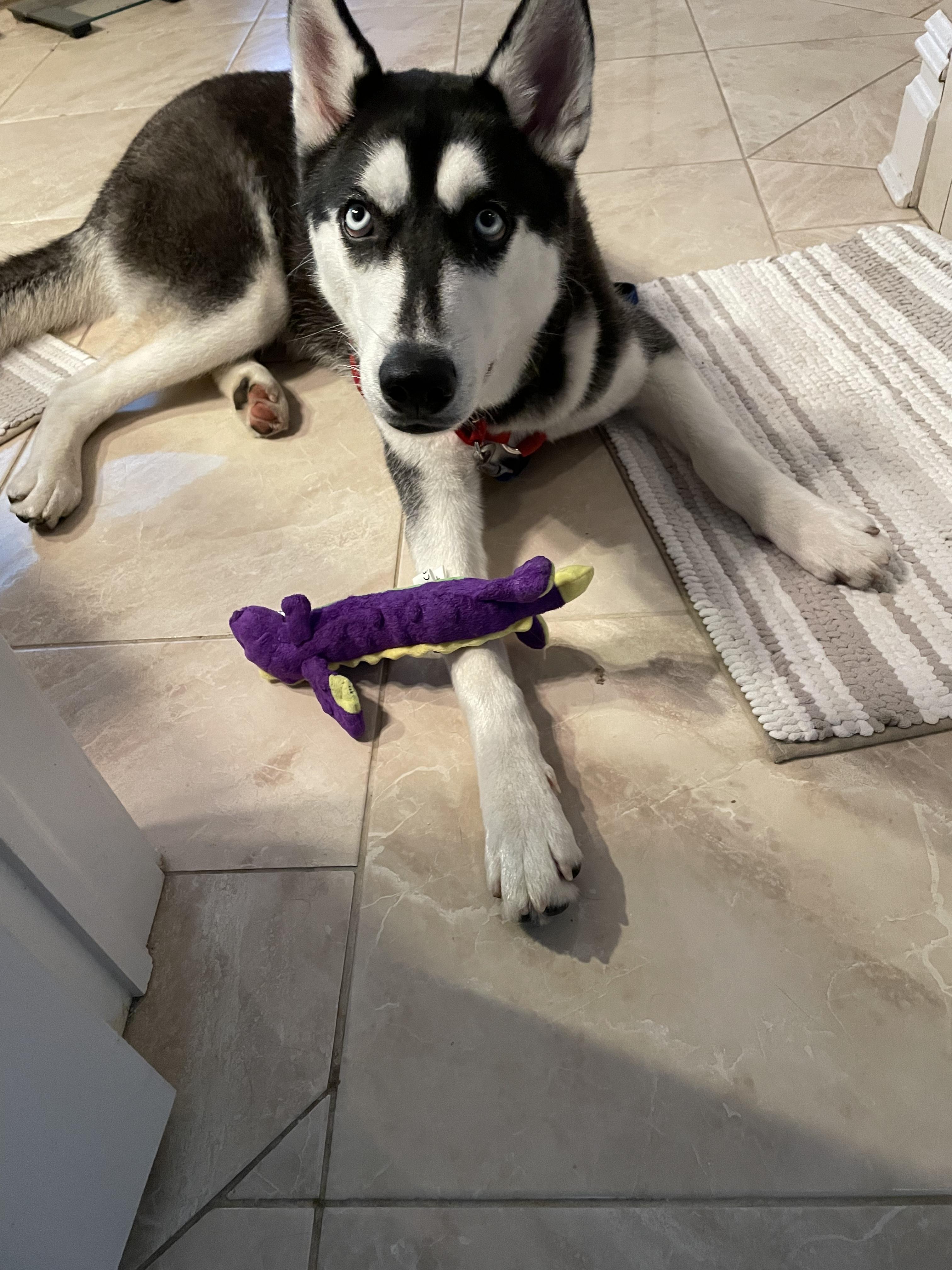 Diesel, Adoptable, Adult Male Siberian Husky & Husky.