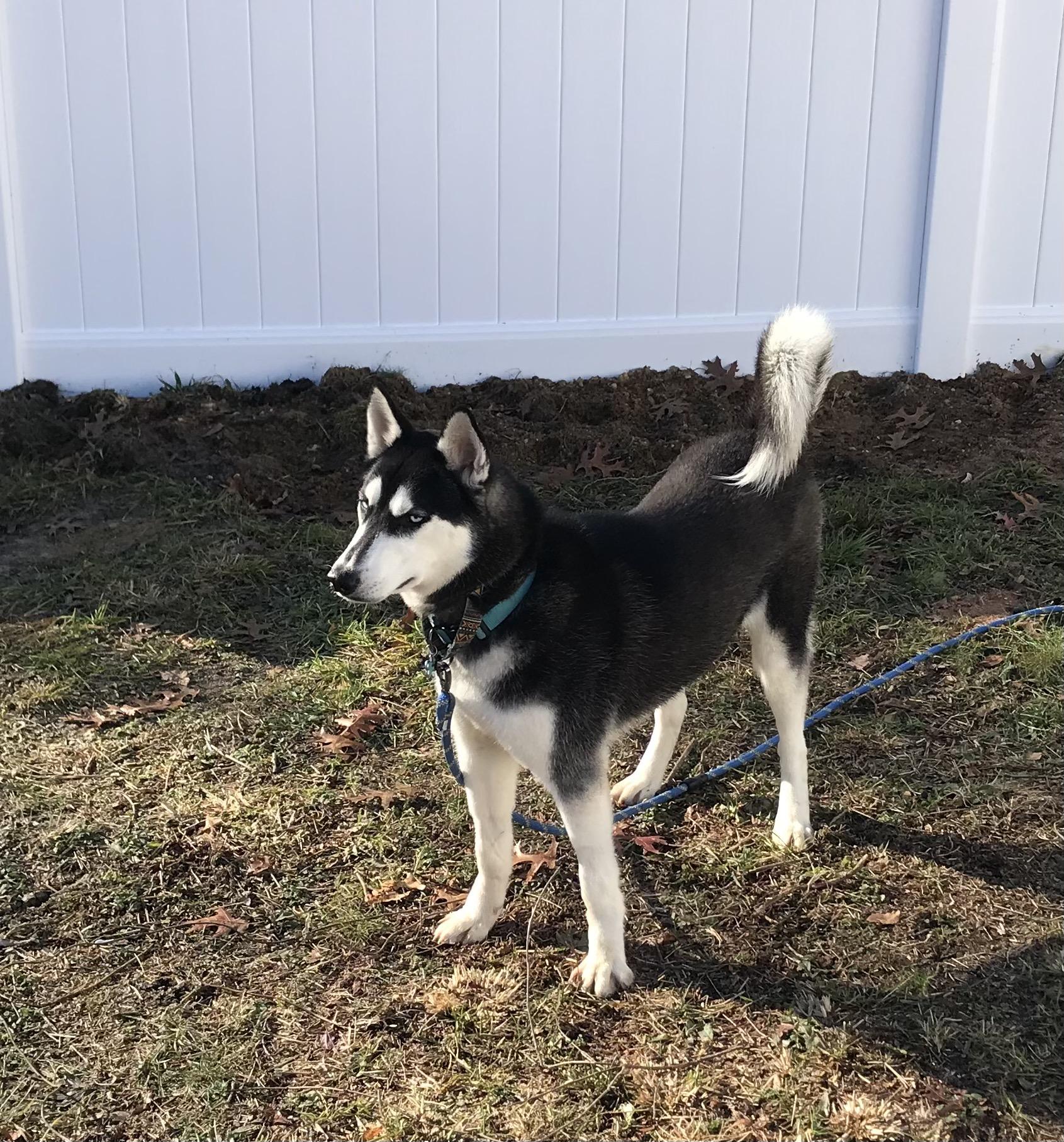 Enlarge Diesel, a Adoptable mixed breed in North Haledon, NJ image 2/6